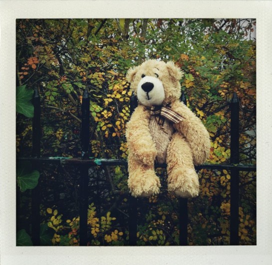 A Teddy on a school fence around Birkbek